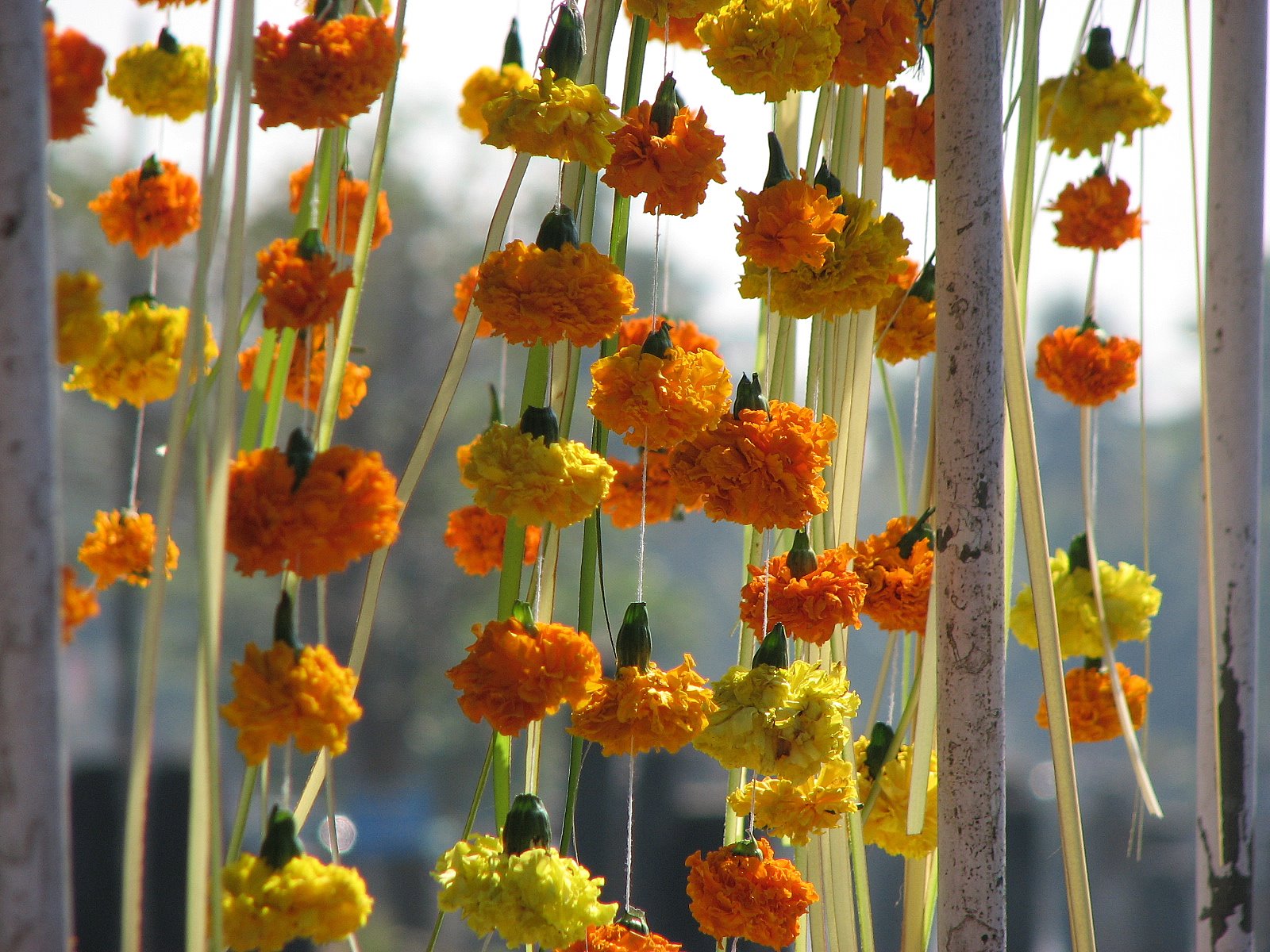 Indian Marigolds.